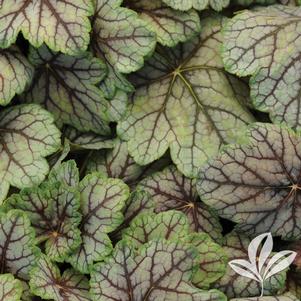 Heuchera 'Venus' 