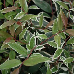 Leucothoe fontanesiana 'HOWW' 