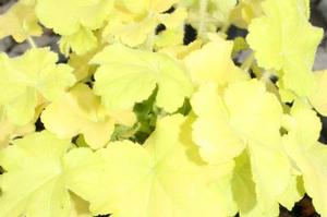 Heuchera x villosa 'Citronelle' 