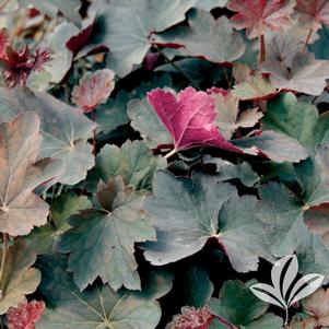Heuchera x villosa 'Mocha' 