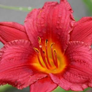 Hemerocallis 'Mini Mauve' 