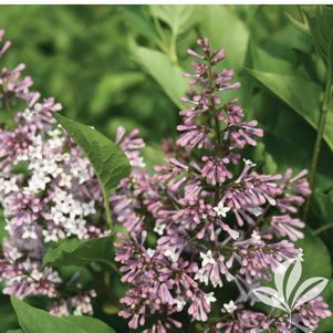 Syringa patula 'Greswt' 