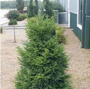Cryptomeria japonica 'Giokumo' 