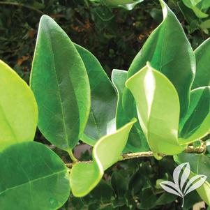 Ligustrum japonicum 'Texanum' 