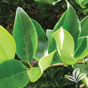 Ligustrum japonicum 'Texanum' 
