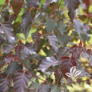 Vaccinium ashei 'Premier' 