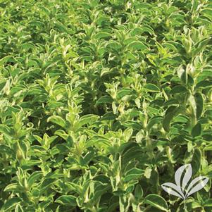 Origanum majorana 