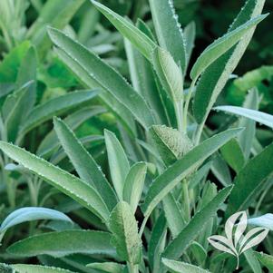 Salvia officinalis 