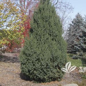 Juniperus x 'J.N. Select Blue' 