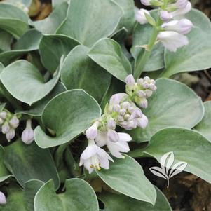 Hosta 'Blue Mouse Ears' 