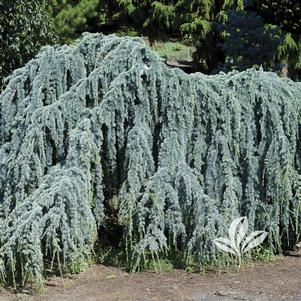 Cedrus atlantica glauca 'Pendula' 
