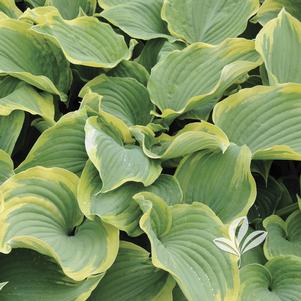 Hosta 'Earth Angel' 