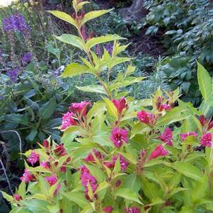 Weigela florida 'Conanu' 