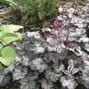 Heuchera 'Raspberry Ice' 