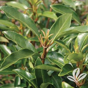 Viburnum awabuki 'Chindo' 