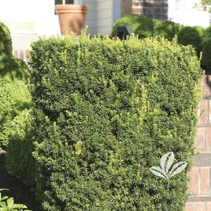 Taxus x media 'Hicksii' 