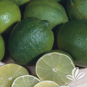 Citrus aurantifolia 