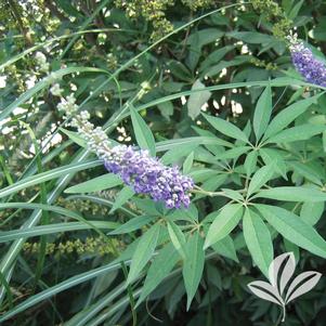 Vitex agnus-castus 'Shoal Creek' 