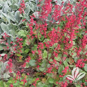 Heuchera sanguinea 'Splendens' 