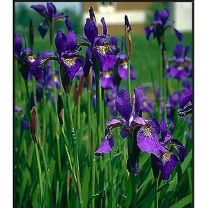 Iris 'Full Eclipse' 