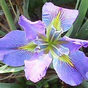 Iris 'Sinfonietta' 