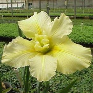 Iris 'Vermillion Queen' 