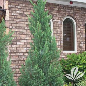 Juniperus chinensis 'Blue Point' 