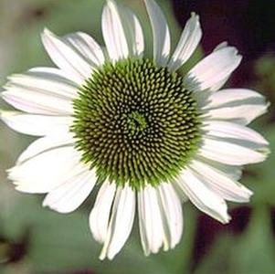 Echinacea purpurea 'White Swan' 