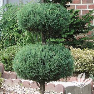 Juniperus chinensis 'Blue Point' 