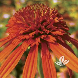 Echinacea purpurea 'Irresistible' 