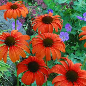 Echinacea 'Tangerine Dream' 