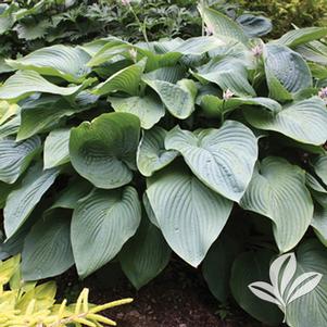 Hosta 'Empress Wu' 