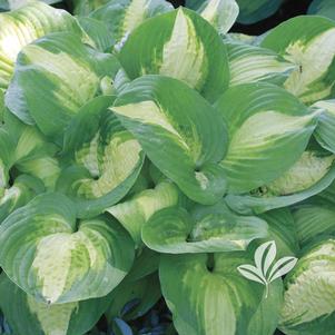 Hosta 'Summer Music' 