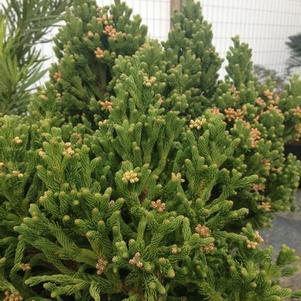 Cryptomeria japonica 'sPg-3-005' 