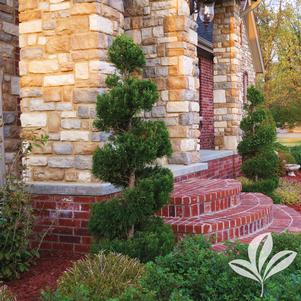 Juniperus chinensis 'Blue Point' 