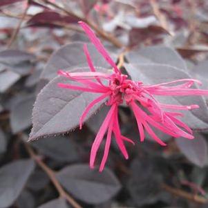 Loropetalum chinense 'sPg-3-017' 