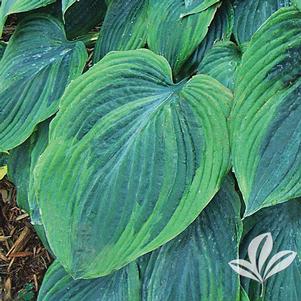 Hosta sieboldiana 'Olive Bailey Langdon' 