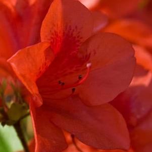 Rhododendron x 'Conlen' 