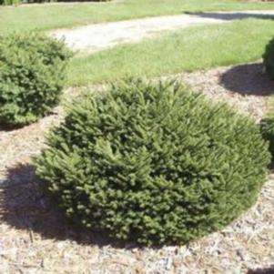 Picea abies 'Pumila' 