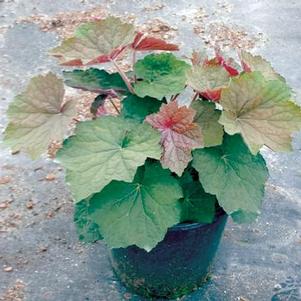 Heuchera 'Brownies' 