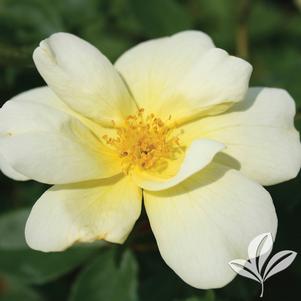 Rosa 'Radsunny' 