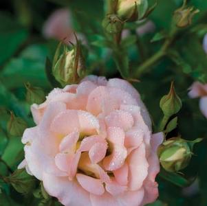 Rosa 'Meiggili' 