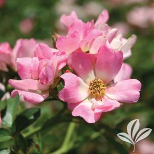 Rosa 'Meijocos' 
