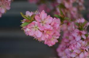 Prunus jacquemontii 'Greswpk' 