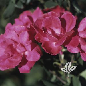 Rosa 'Radrazz' 