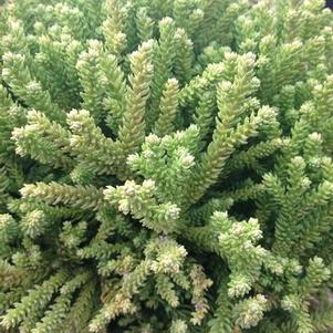 Cryptomeria japonica 'sPg-3-014' 