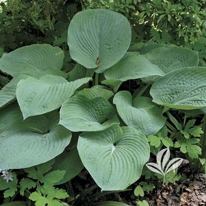 Hosta 'Blue Mammoth' 