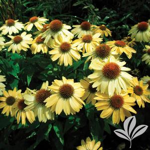 Echinacea 'Balsomselo' 