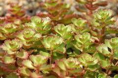 Sedum spurium 'Red Carpet' 