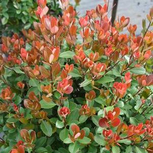 Rhaphiolepis indica 'sPg-3-003' 